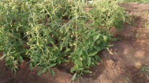 Обзор ситуации в теплицах в Турушле. Масштабы поражают!!!