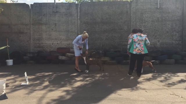 Выставка смотреть онлайн