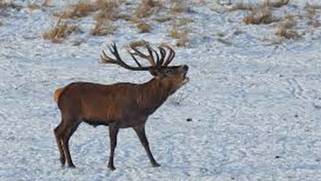 Один трубный глас и все предстанут перед Аллахом! (Коран 36:53-54) смотреть онлайн