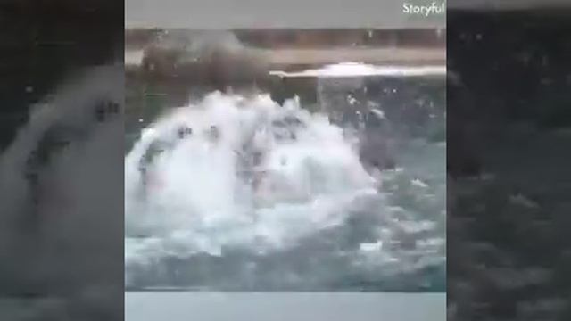 Слоны-добрые животные... И очень смешные!!! смотреть онлайн