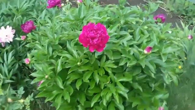 Пионы.  Болезни пиона .