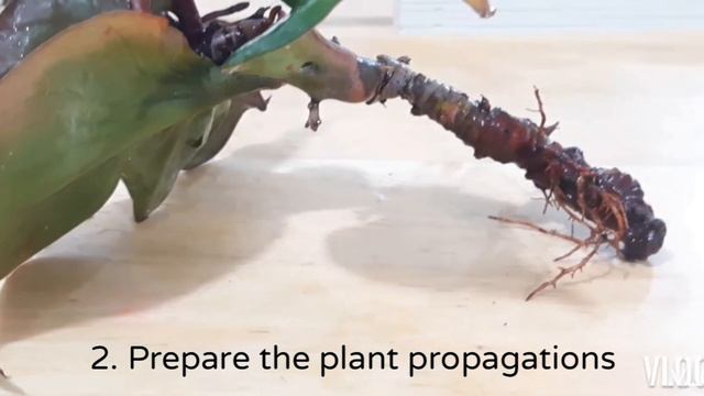 Red Heart Philodendron Beginner Guide | Care, Propagation Update & Rescue смотреть онлайн