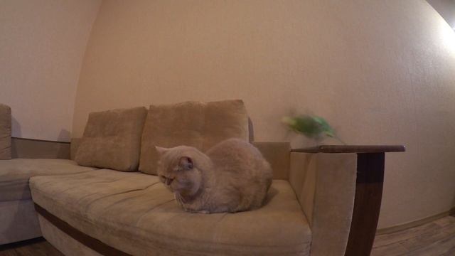 Волнистый попугай Кеша беседует с котом Марсиком ☺️ смотреть онлайн