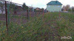 Урожайность Крыжовника. Малахит. Кельтайнен.