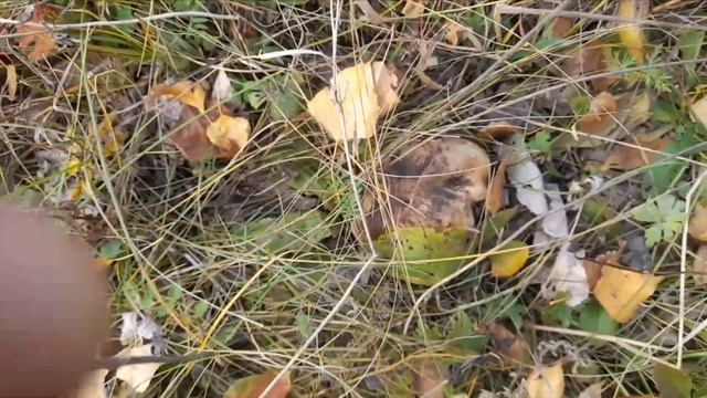 Уборка с профессионализмом и стилем