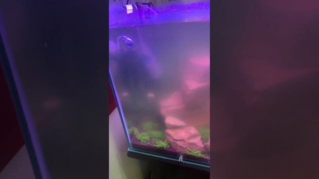 Мутная вода в аквариуме, креветки дохнут смотреть онлайн