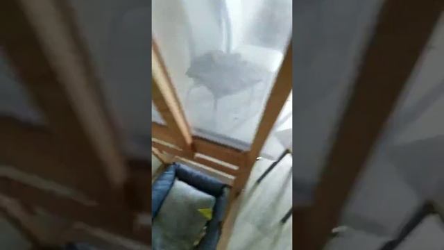 Мохнатый шмель. Акварель . смотреть онлайн