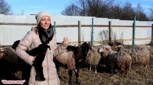 Опыт совместного содержания коз и овец без выпаса/Плюсы, минусы, выгода, эффективность.