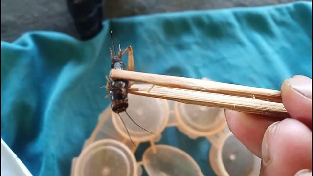 Top 5 Insects|| Nepa Cinerea,Acrida Cinera,Gryllus Assimilis,Grasshopper,Lasiocampina.