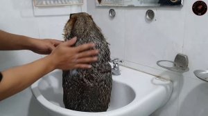 сурок-купается в раковине