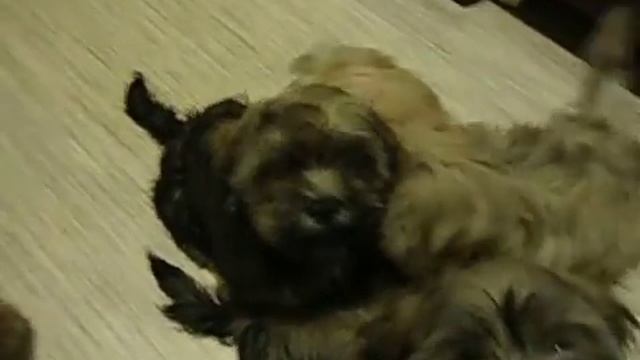 щенки лхаса апсо lhasa apso puppies смотреть онлайн
