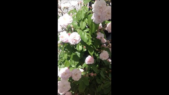 Rose Blush Noisette | Historische Rose | Noisette 1817 | Rosenvideo | gartenfein [HD] смотреть онлайн