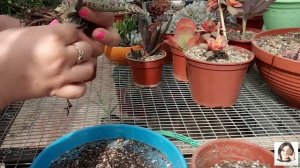 Размножение Суккулентов: Алоэ, Гастерий и Хавортий.