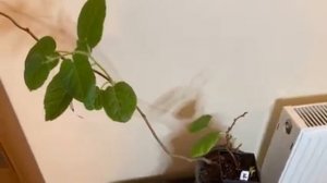 Как вырастить КИВИ в домашних условиях в горшке 2022