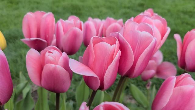 BIG LOVE | TULIPS | SPRING FLOWERS
