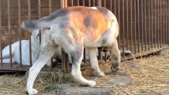 ХОНДА ИЗ ДРЕВНЕГО РОДА 7 месяцев смотреть онлайн