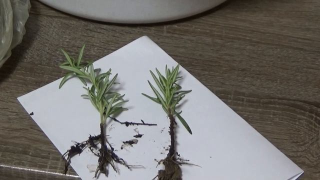 РОЗМАРИН из укоренённых черенков. смотреть онлайн