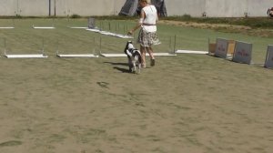 английский спрингер спаниель, видео с выставки собак