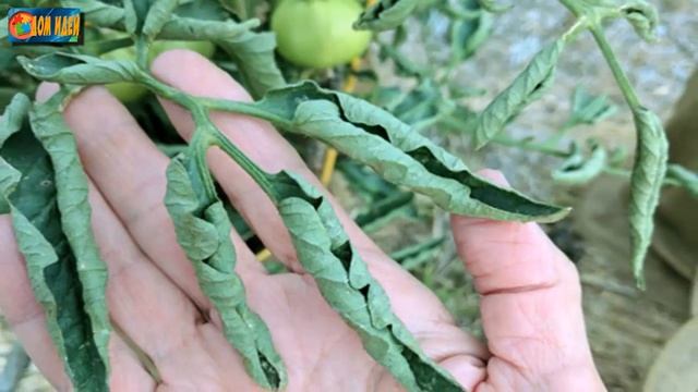 У томатов скручиваются листья: решаем проблему. смотреть онлайн