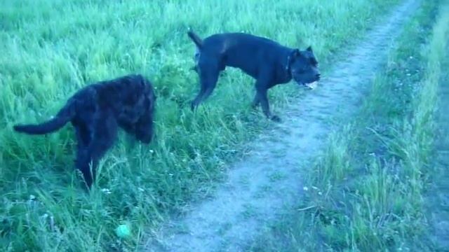 Порода собаки Кане Корсо от www.avto-brichka.ru смотреть онлайн