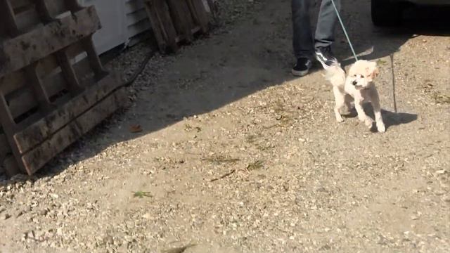 ROSCO GETS SHAVED | Our Maltipoo Goes to the Groomer смотреть онлайн