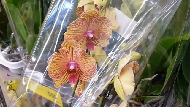 Новое поступление ОРХИДЕИ в КАСТОРАМА Melody Ferrara Orchids ORCHID Орхидея ОРЕНБУРГ Обзор ОРХИДЕЙ смотреть онлайн