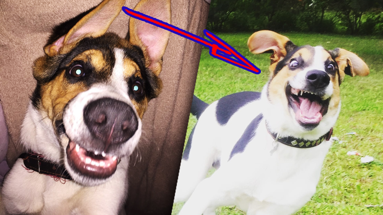 В минус 20 в сарае шевелились шесть маленьких комочков. Щенки были совсем одни. смотреть онлайн