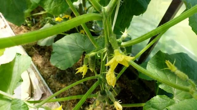 ПОЛЕЙТЕ ЭТИМ ОГУРЦЫ ДЛЯ БЫСТРОГО РОСТА И РАННЕГО УРОЖАЯ И ОТ БОЛЕЗНЕЙ! смотреть онлайн