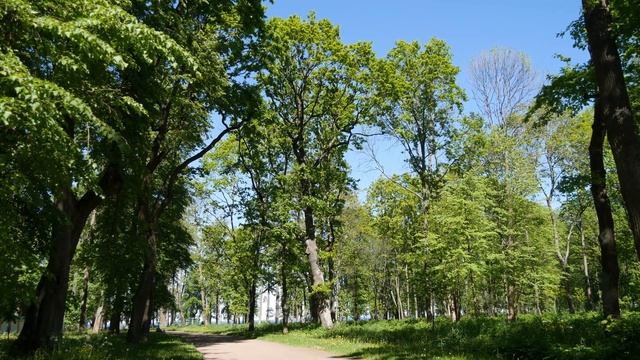 Петергоф , Парк Александрия , июнь 2019 год смотреть онлайн
