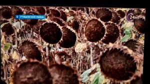 Экспресс гибриды подсолнечника: Айриш, Сангай, Санрайз, Сокар. Клеарфилд - Лира. Сайт агропозитив.р