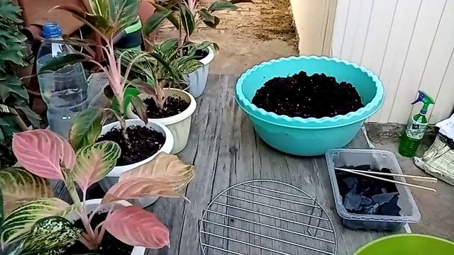 Комнатные растения. Почему надо пересаживать купленные растения. смотреть онлайн