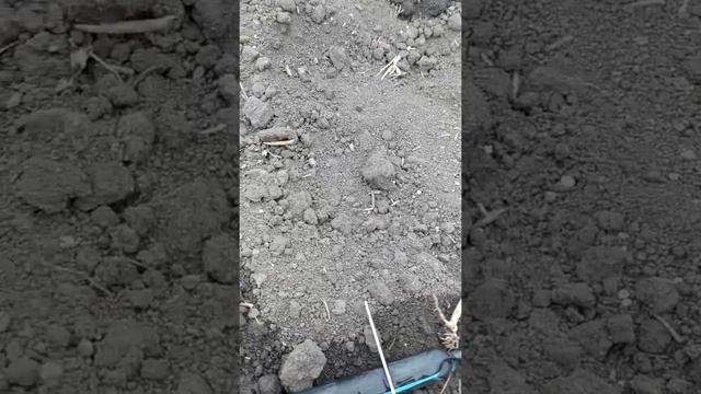 Полив лука 300 куб ( помпа) смотреть онлайн