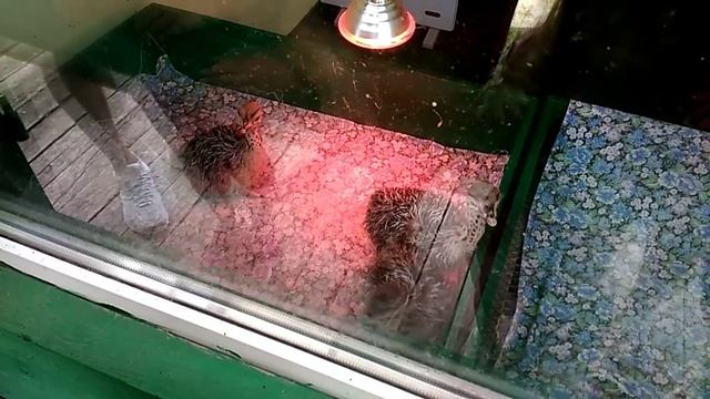 "Долина страусов" - Страусиная ферма в Ясногородке под Киевом смотреть онлайн