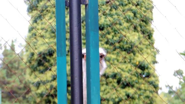 Дендрарий смотреть онлайн