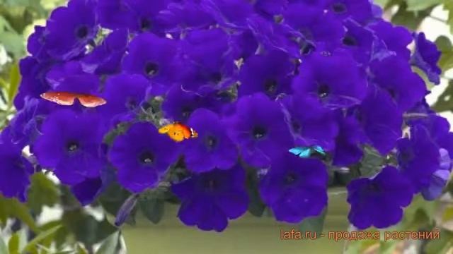 Петуния гибридная Трилоджи Блю (trilodzhi blyu) ? обзор: как сажать, семена петунии Трилоджи Блю смотреть онлайн