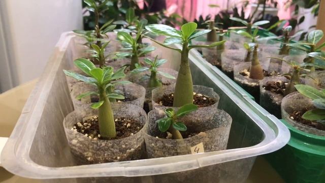 АДЕНИУМ СЕЯНЦЫ ОБРЕЗКА И ФОРМИРОВАНИЕ КАУДЕКСА смотреть онлайн