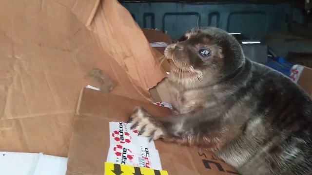 Детеныш нерпы.