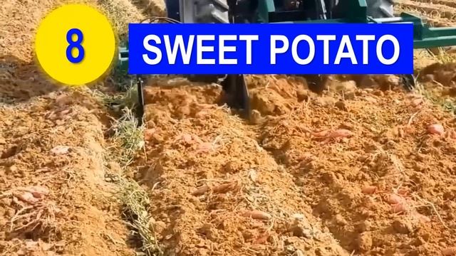 Top 15 Most Profitable Farming Business in the Philippines per Return on Investments w/ Harvest Day смотреть онлайн