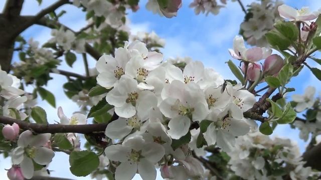 Яблоня весной, apple tree in spring смотреть онлайн
