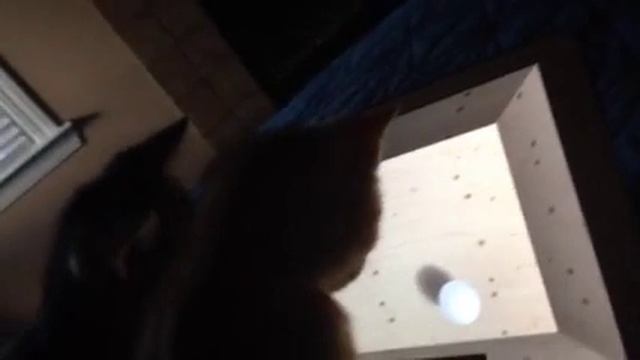 We are doomed! Kittens learn to use the iPad! смотреть онлайн