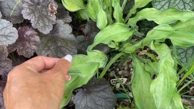 Сад хост в Бийске. Хоста аутум Фрост и рипл эффект. Hosta garden tour 2022. Hosta ripple effect смотреть онлайн