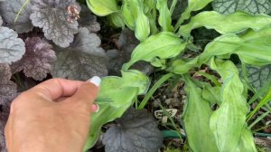 Сад хост в Бийске. Хоста аутум Фрост и рипл эффект. Hosta garden tour 2022. Hosta ripple effect