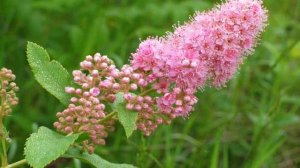 Спирея Иволистая — уход и выращивание