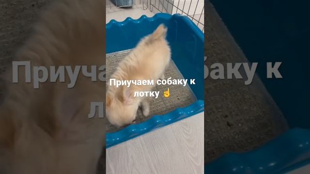 Как приучить собаку к лотку ☝️ смотреть онлайн