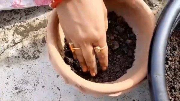 Pentas Plant care || Soil Preparation || Perrenial Plant