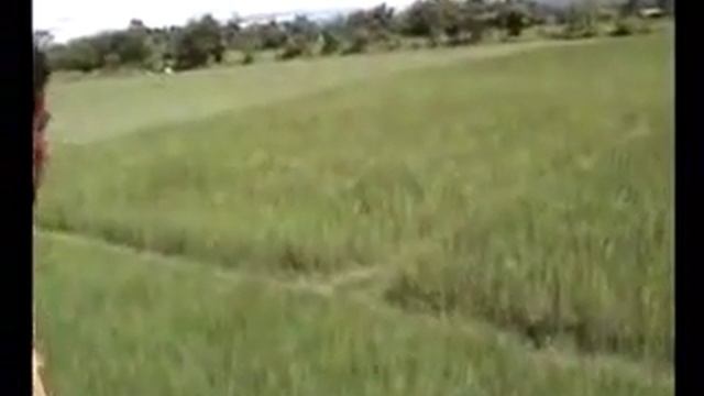 тигр нападает на слона!!! смотреть онлайн