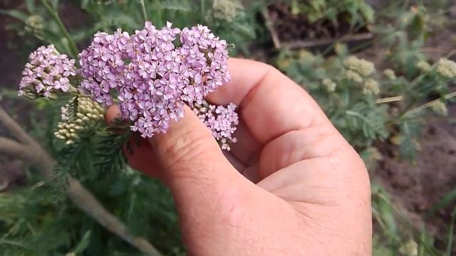 Реанімую флокси?#садквітує#опунція#лілейники смотреть онлайн