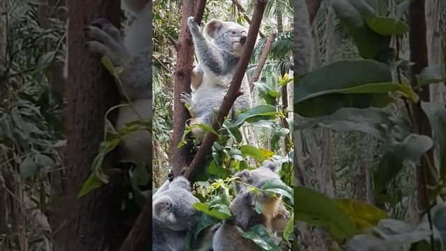 KOALA SOUNDS | Learn Animals with Kiddopedia #Shorts смотреть онлайн