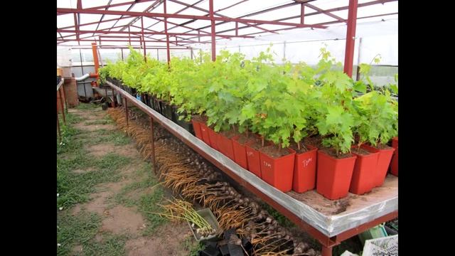 Вопросы о винограде #4 (Укрыв и зимовка винограда. Как выбрать саженцы и правильная их посадка) смотреть онлайн