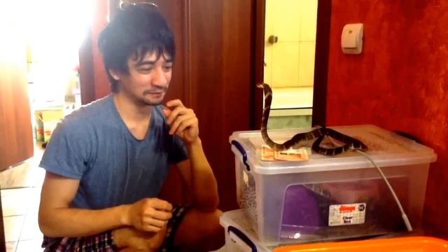 Маленький Смауг оберегает деньги на коммуналку смотреть онлайн